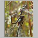 Lestes viridis - Weidenjungfer m08.jpg
